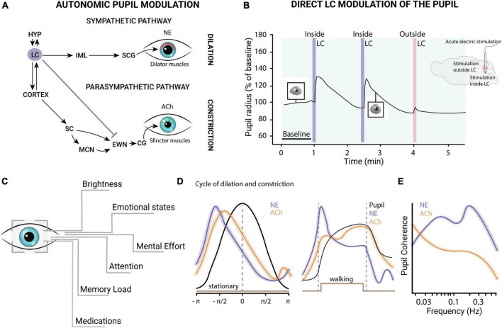 From pupil to the brain: New insights for studying cortical plasticity through pupillometry.