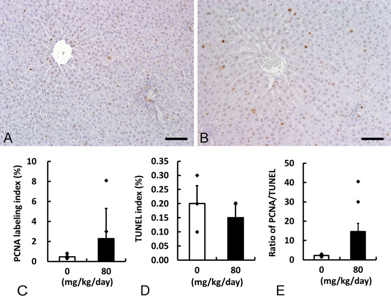 Gene expression analysis of antioxidant and DNA methylation on the rat liver after 4-week wood preservative chromated copper arsenate exposure.