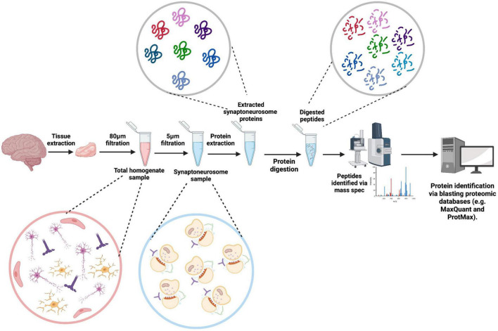 Bringing synapses into focus: Recent advances in synaptic imaging and mass-spectrometry for studying synaptopathy.