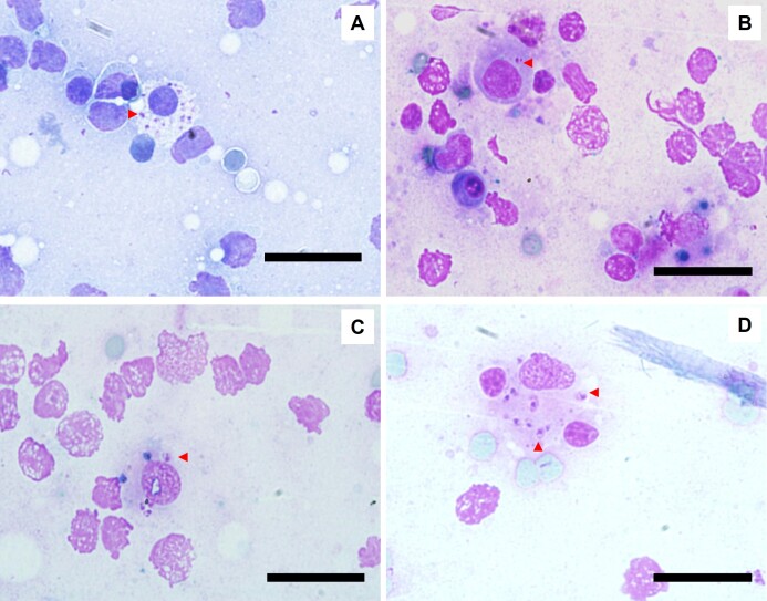 Feline leishmaniosis: hematological and biochemical analysis.