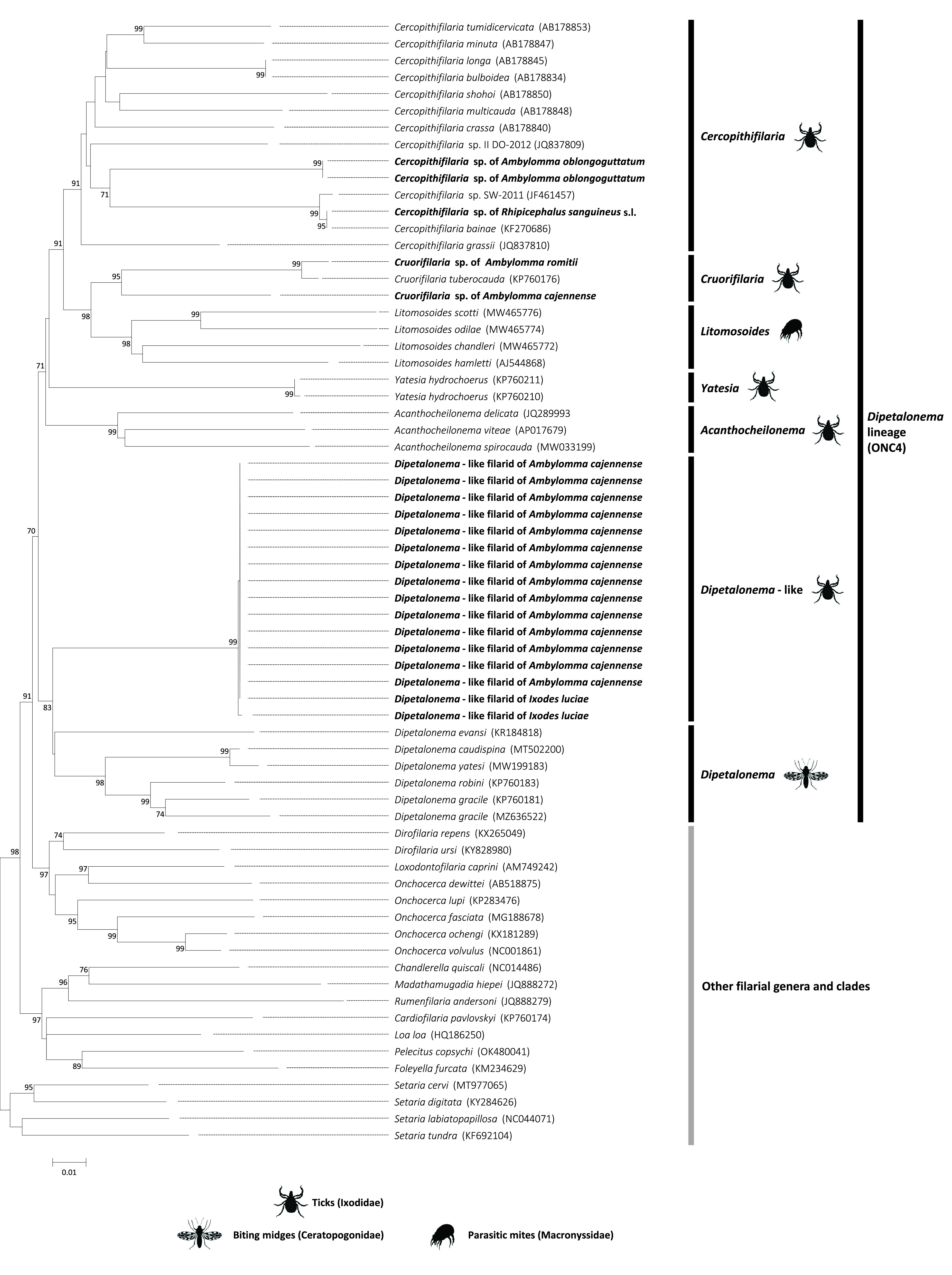 Molecular detection of Cercopithifilaria, Cruorifilaria and Dipetalonema-like filarial nematodes in ticks of French Guiana.