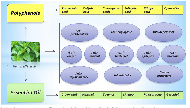 Antiviral Potential of Melissa officinalis L.: A Literature Review.