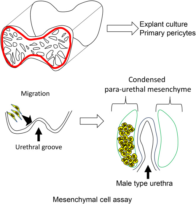 Emerging structural and pathological analyses on the erectile organ, corpus cavernous containing sinusoids.