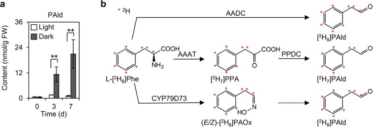 Effect of the biosynthesis of the volatile compound phenylacetaldehyde on chloroplast modifications in tea (<i>Camellia sinensis</i>) plants.