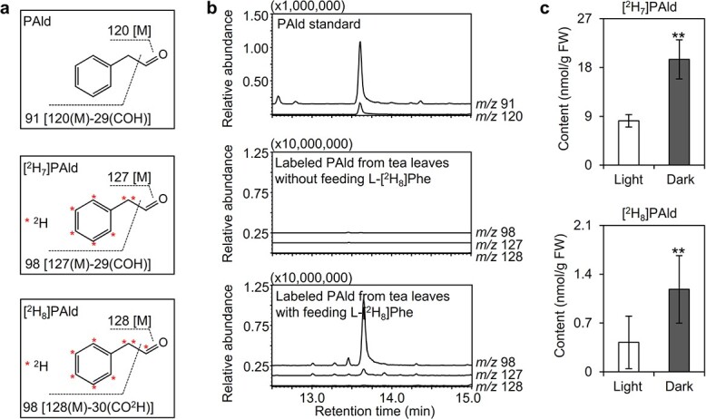 Effect of the biosynthesis of the volatile compound phenylacetaldehyde on chloroplast modifications in tea (<i>Camellia sinensis</i>) plants.