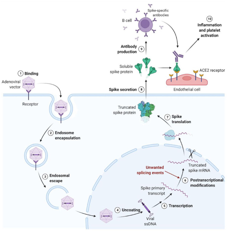 Serious neurological adverse events following immunization against SARS-CoV-2: a narrative review of the literature.