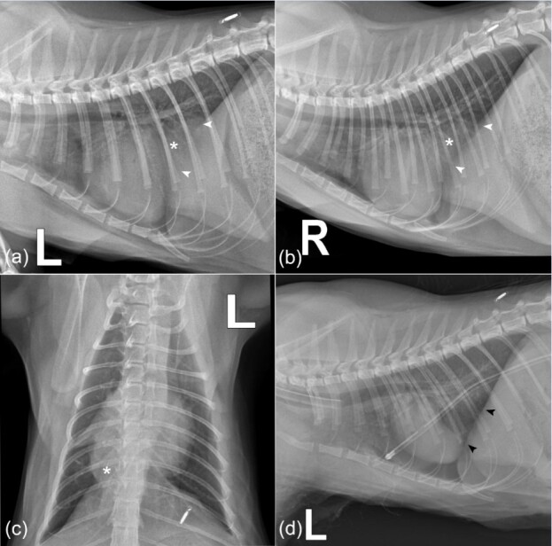 Successful early diagnosis and surgical treatment of congenital caval foramen hernia in an 8-month-old mixed breed cat.