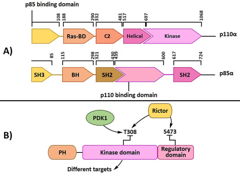 Bioactive PI3-kinase/Akt/mTOR Inhibitors in Targeted Lung Cancer Therapy.