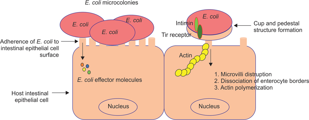 Pathophysiology of Enteropathogenic <i>Escherichia coli</i>-induced Diarrhea.