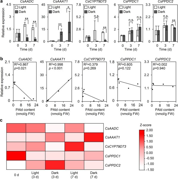 Effect of the biosynthesis of the volatile compound phenylacetaldehyde on chloroplast modifications in tea (<i>Camellia sinensis</i>) plants.