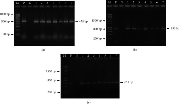 Molecular Characterization of African Swine Fever Viruses Circulating in Can Tho City, Vietnam.