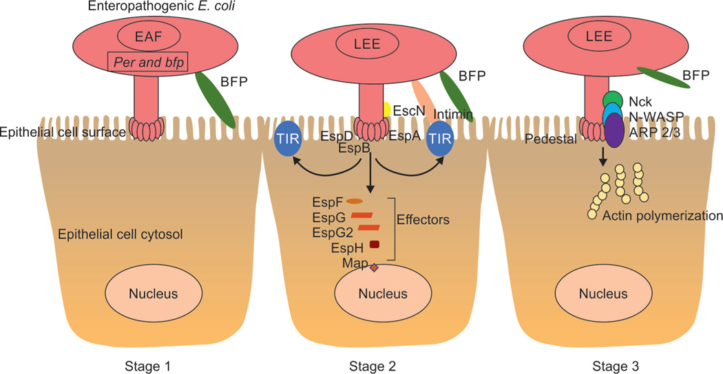 Pathophysiology of Enteropathogenic <i>Escherichia coli</i>-induced Diarrhea.