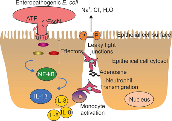 Pathophysiology of Enteropathogenic <i>Escherichia coli</i>-induced Diarrhea.