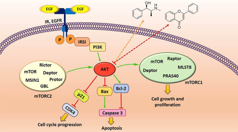 Bioactive PI3-kinase/Akt/mTOR Inhibitors in Targeted Lung Cancer Therapy.