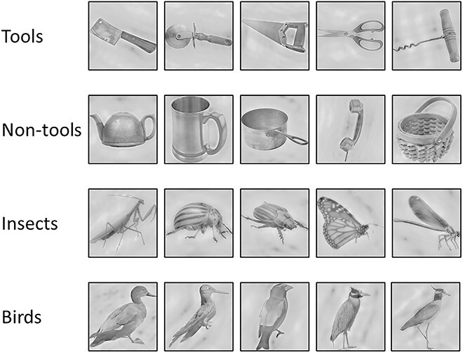 Temporal asymmetries and interactions between dorsal and ventral visual pathways during object recognition.