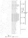 Molecular detection of Cercopithifilaria, Cruorifilaria and Dipetalonema-like filarial nematodes in ticks of French Guiana.