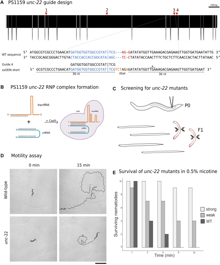 CRISPR/Cas9 mediated gene editing in non-model nematode <i>Panagrolaimus</i> sp. PS1159.