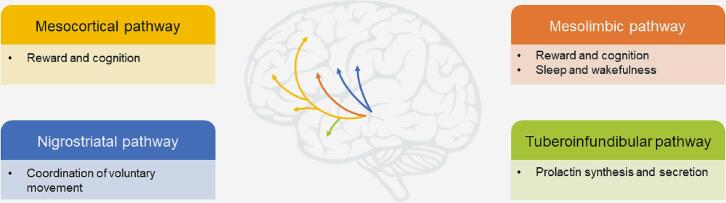 Dopamine agonists in Parkinson’s disease: Impact of D1-like or D2-like dopamine receptor subtype selectivity and avenues for future treatment