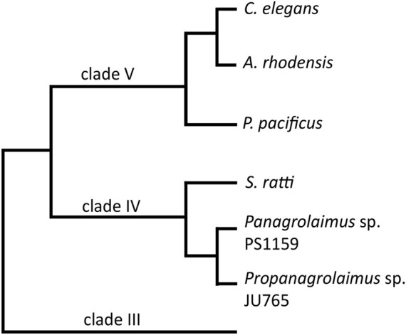 CRISPR/Cas9 mediated gene editing in non-model nematode <i>Panagrolaimus</i> sp. PS1159.