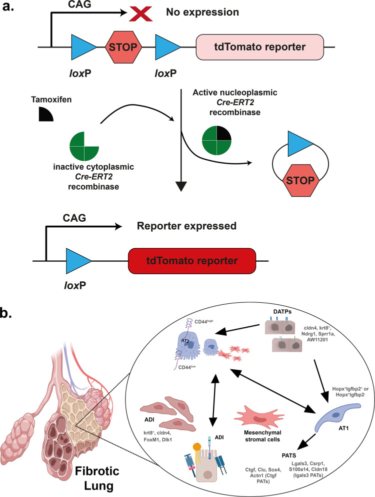 The Regenerative Power of Stem Cells: Treating Bleomycin-Induced Lung Fibrosis.