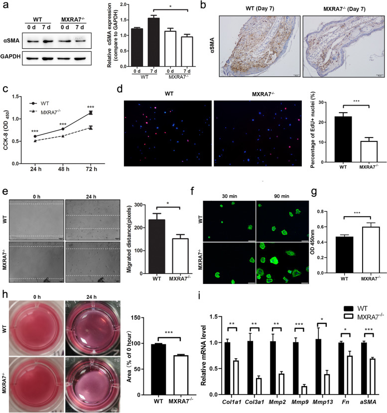 Matrix remodeling associated 7 proteins promote cutaneous wound healing through vimentin in coordinating fibroblast functions.