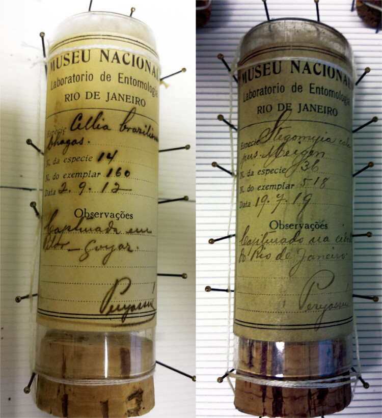 [The Antonio Gonçalves Peryassú mosquito collection at the Museu Nacional, in Rio de Janeiro: retrieving the memory of lost heritage].