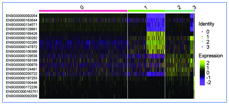 Identification of the metabolic state of surviving cardiomyocytes in the human infarcted heart by spatial single-cell transcriptomics.