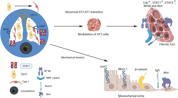 The Regenerative Power of Stem Cells: Treating Bleomycin-Induced Lung Fibrosis.