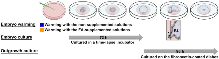 Fatty acid supplementation into warming solutions improves pregnancy outcomes after single vitrified-warmed cleavage stage embryo transfers.