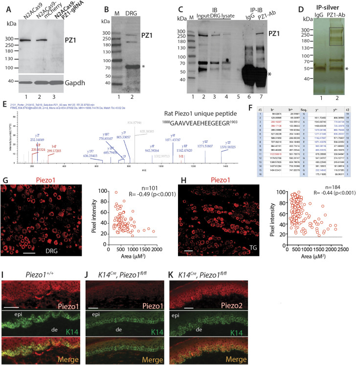 Peripheral sensory neurons and non-neuronal cells express functional Piezo1 channels.