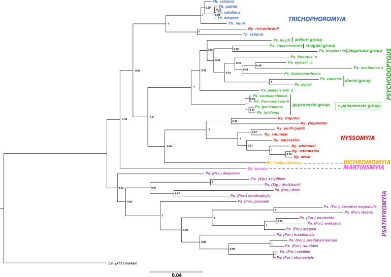 Molecular phylogeny of Psychodopygina (Diptera, Psychodidae) supporting morphological systematics of this group of vectors of New World tegumentary leishmaniasis.