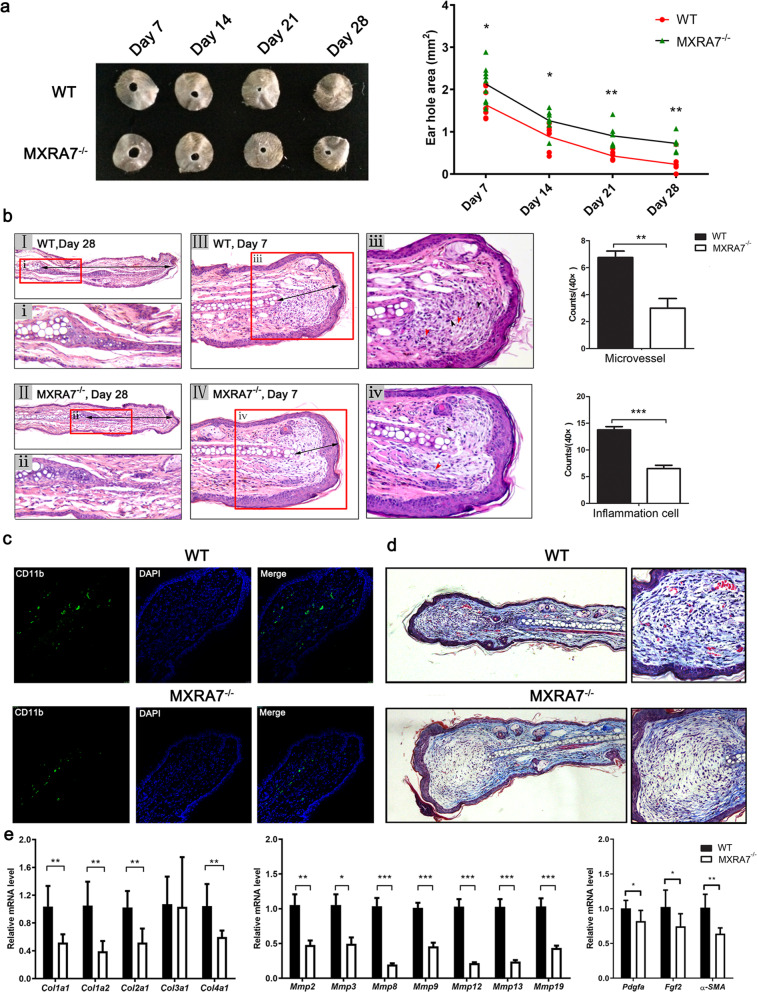 Matrix remodeling associated 7 proteins promote cutaneous wound healing through vimentin in coordinating fibroblast functions.