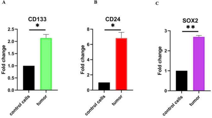 The SW480 cell line, overexpressing PIWIL2 gene, maintains the expression of stemness and proliferation genes in the mice xenografts.