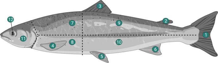 Black spot diseases in seven commercial fish species from the English Channel and the North Sea: infestation levels, identification and population genetics of Cryptocotyle spp.