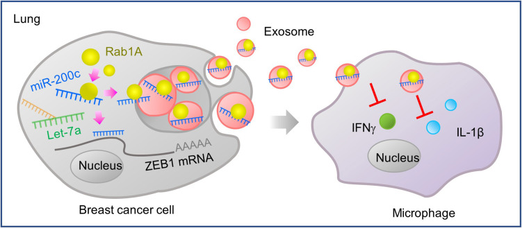 Rab1A-Mediated Exosomal Sorting of miR-200c Enhances Breast Cancer Lung Metastasis.