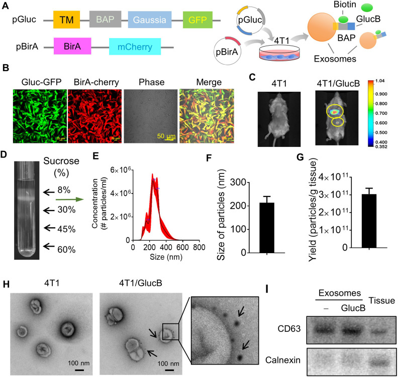 Rab1A-Mediated Exosomal Sorting of miR-200c Enhances Breast Cancer Lung Metastasis.