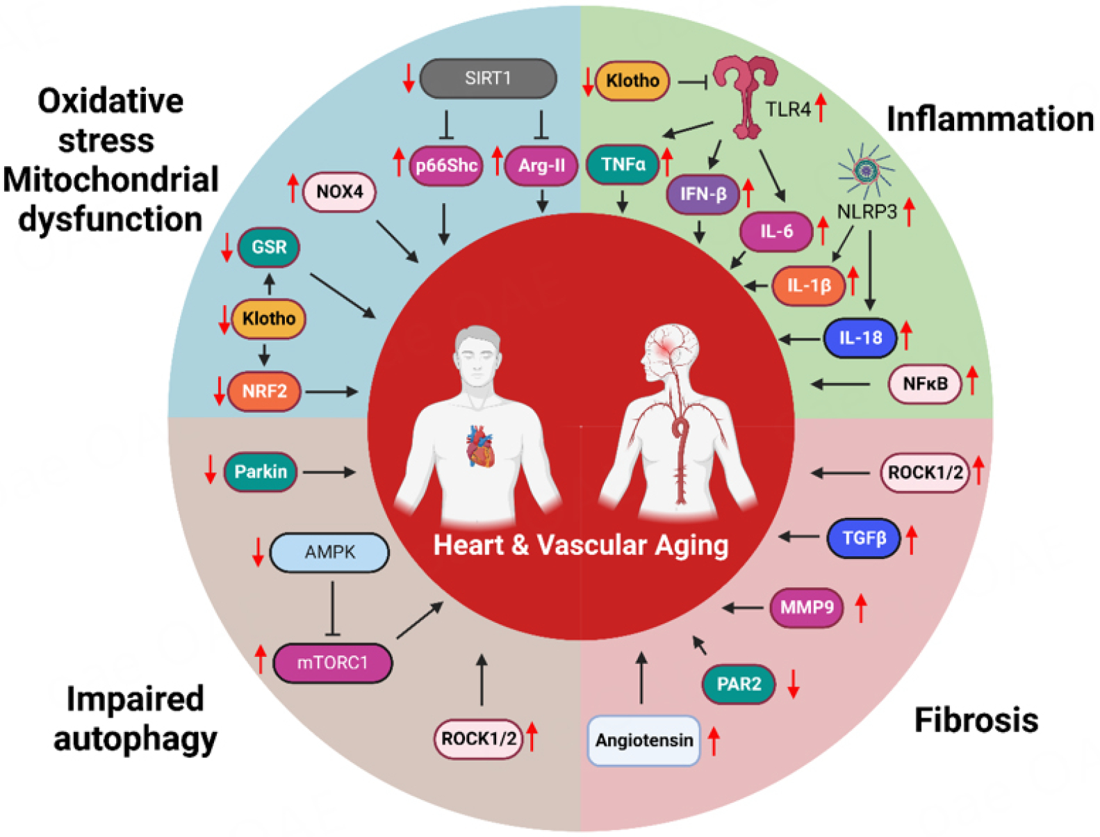 Cardiovascular aging: from cellular and molecular changes to therapeutic interventions.