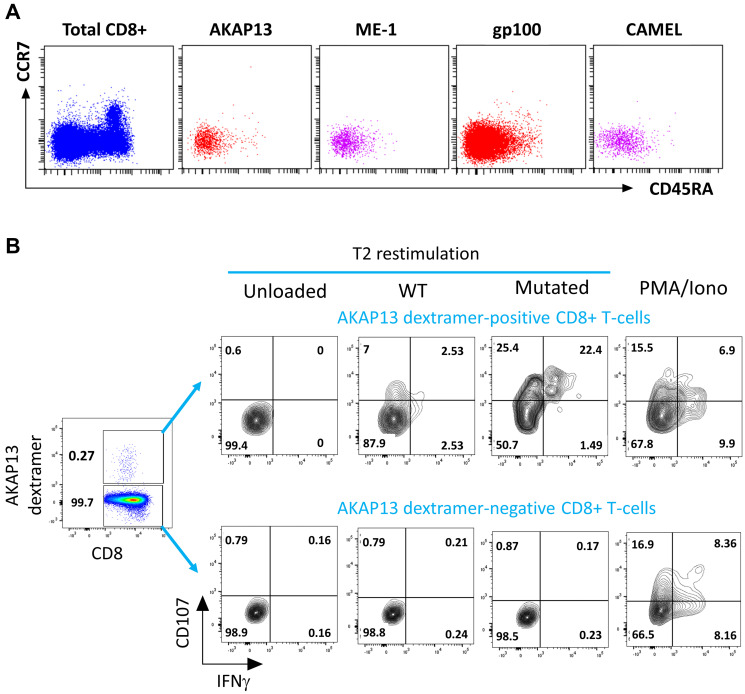 Leveraging a powerful allogeneic dendritic cell line towards neoantigen-based cancer vaccines.