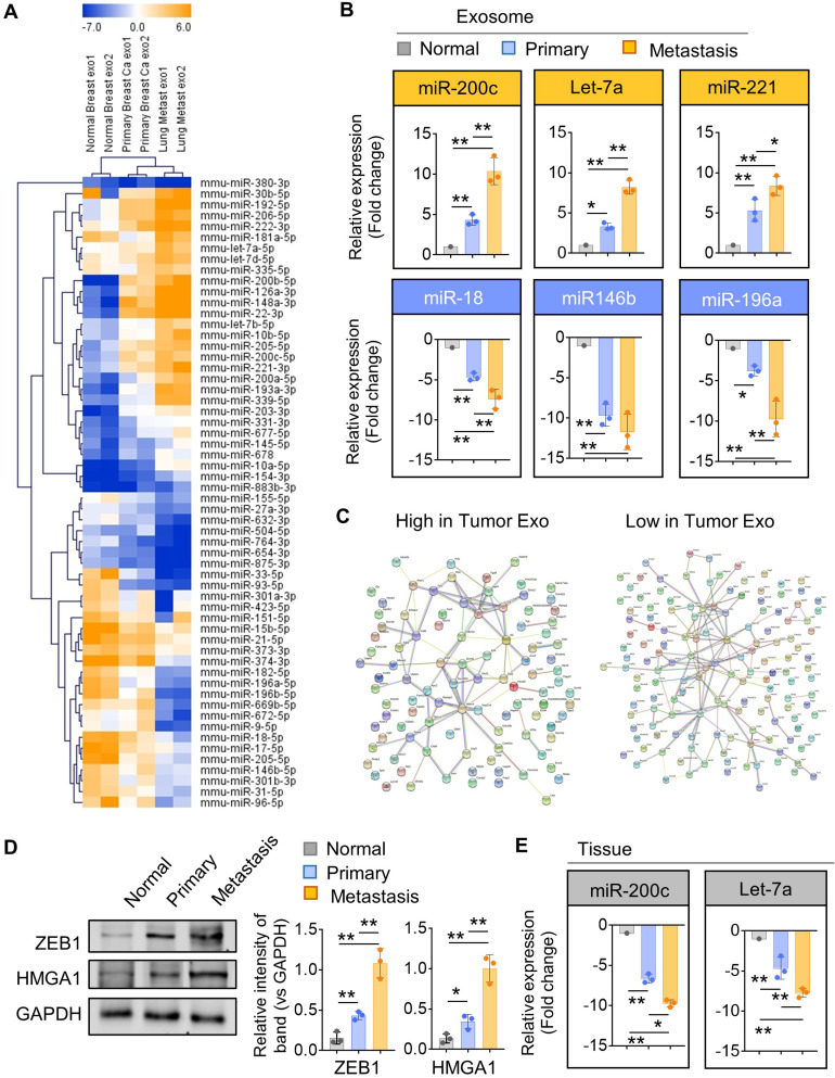 Rab1A-Mediated Exosomal Sorting of miR-200c Enhances Breast Cancer Lung Metastasis.