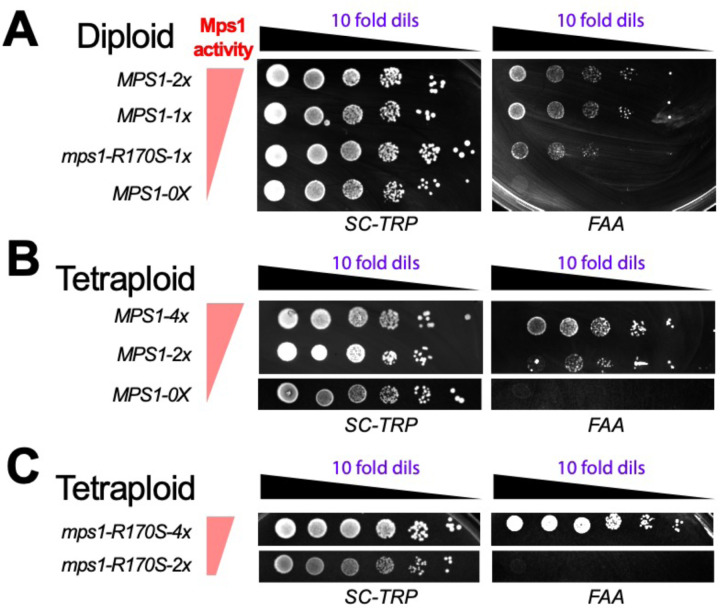 Yeast with elevated chromosome numbers are addicted to high levels of Mps1.