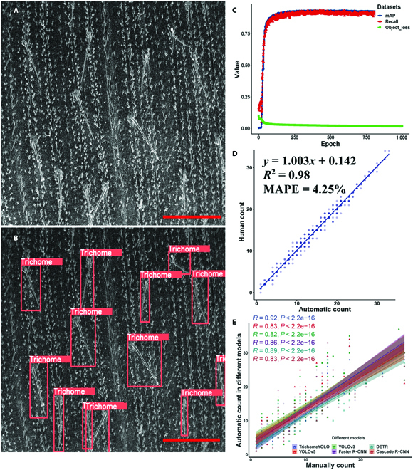 TrichomeYOLO: A Neural Network for Automatic Maize Trichome Counting.