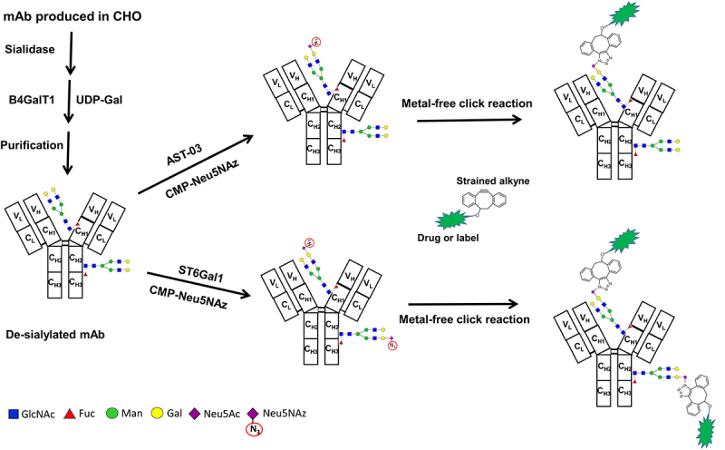 A glyco-engineering approach for site-specific conjugation to Fab glycans.