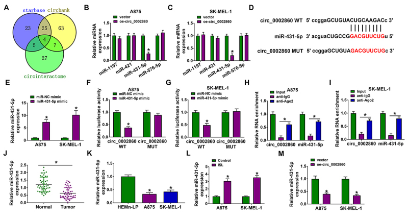 Isoliquiritigenin regulates the circ_0002860/miR-431-5p/RAB9A axis to function as a tumor inhibitor in melanoma.