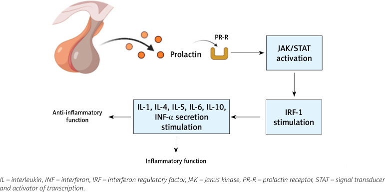 The significance of prolactin in systemic connective tissue diseases.