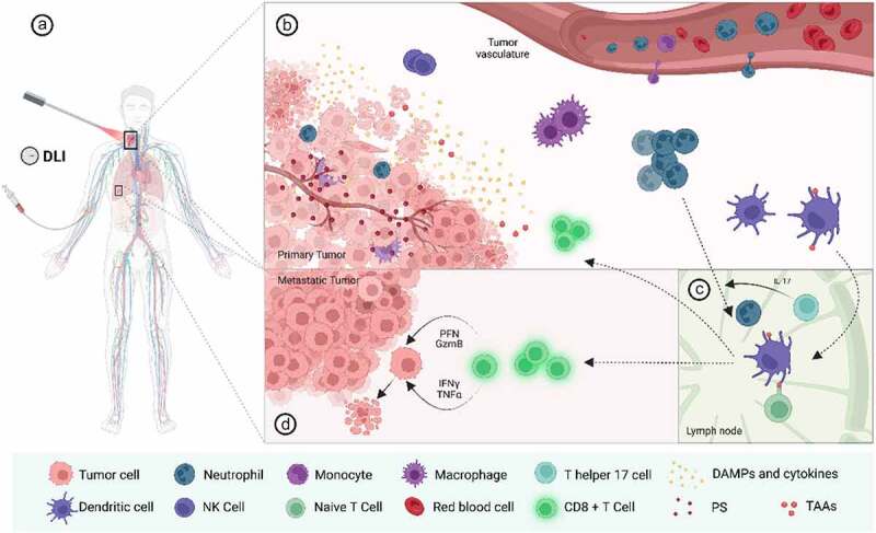 Trial watch: an update of clinical advances in photodynamic therapy and its immunoadjuvant properties for cancer treatment.