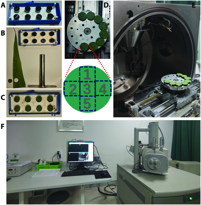 TrichomeYOLO: A Neural Network for Automatic Maize Trichome Counting.