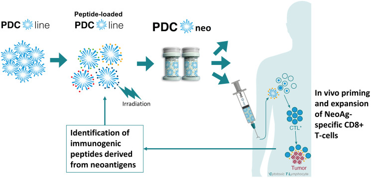 Leveraging a powerful allogeneic dendritic cell line towards neoantigen-based cancer vaccines.