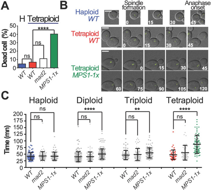 Yeast with elevated chromosome numbers are addicted to high levels of Mps1.