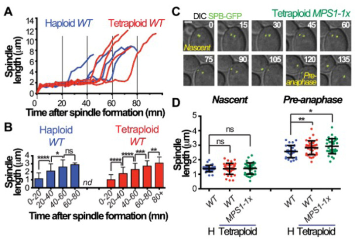 Yeast with elevated chromosome numbers are addicted to high levels of Mps1.