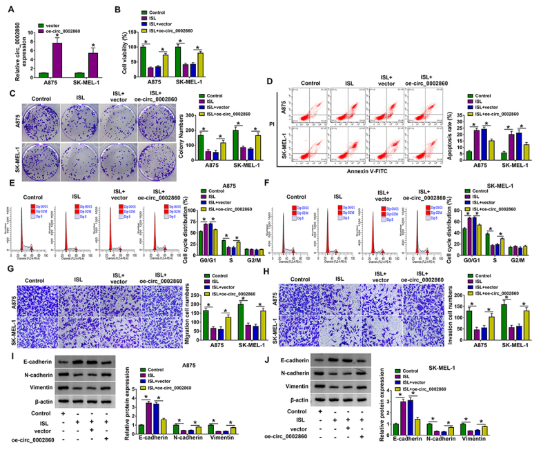 Isoliquiritigenin regulates the circ_0002860/miR-431-5p/RAB9A axis to function as a tumor inhibitor in melanoma.